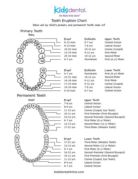 Teeth Eruption Chart Tooth Chart Kids Teeth Chart | Images and Photos ...