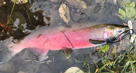 Spinner Fishing For Salmon Pnw Bestlife