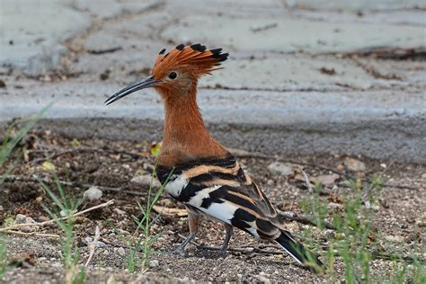 Upupa Africana African Hoopoe Namibia Oleg