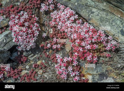 English Stonecrop Sedum Anglicum Wildflower Hi Res Stock Photography