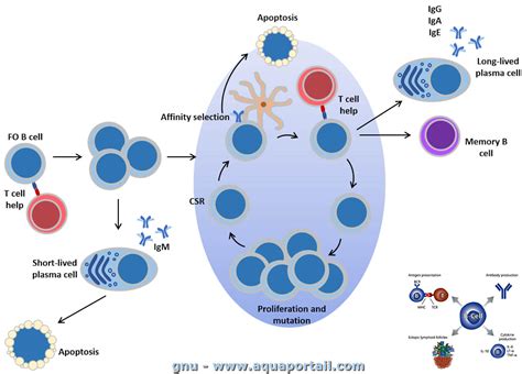 T Lymphocytes Diagram