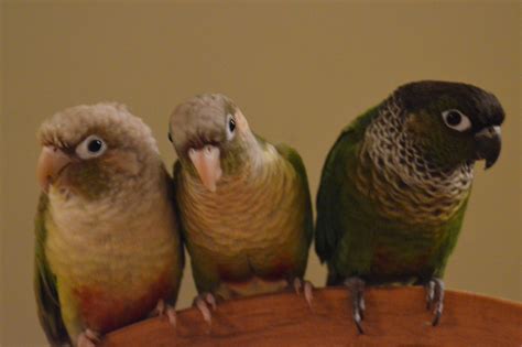 Green Cheek Conure Green Cheeked Conure Conure Parrot Bird Free Image