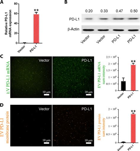 High Throughput Single Ev Liquid Biopsy Rapid Simultaneous And