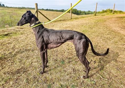 Greyhound: A Majestic and Elegant Dog Breed