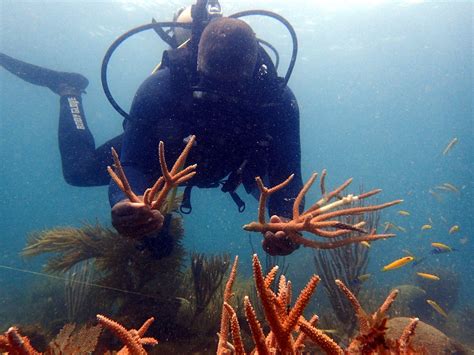 A Proteger Los Arrecifes Coralinos M S De Millones De Colombianos