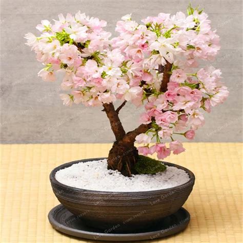 Weeping Cherry Blossom Tree Bonsai