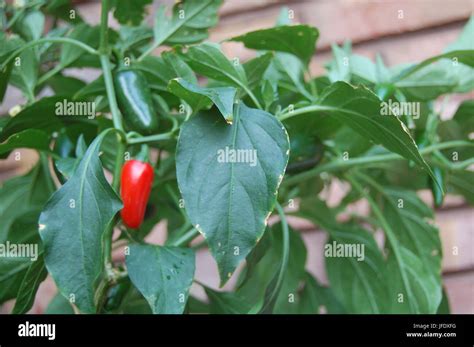 Jalapeno plant Stock Photo - Alamy