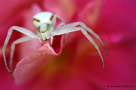 Crab Spider Crab Spider On Pink Rose All Rights Reserved © Snezana