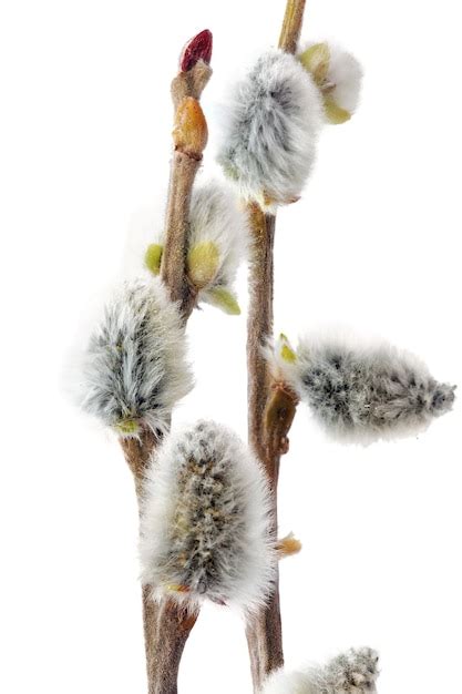 Premium Photo Branches Of The Pussy Willow With Flowering Bud Isolated