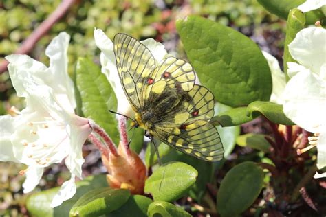 大雪山赤岳のウスバキチョウ、アサヒヒョウモン、ダイセツタカネヒカゲ！2021年6月26日 Butterflyers Blog