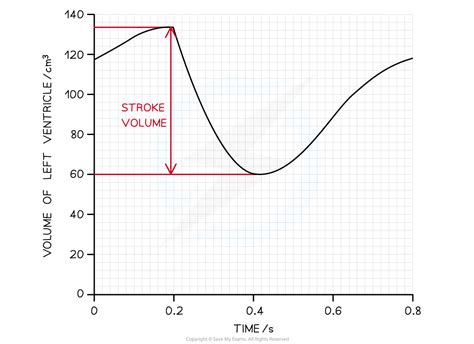 Calculating Cardiac Output AQA A Level Biology Revision Notes 2017