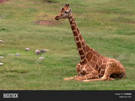 Giraffe Sitting On Image And Photo Free Trial Bigstock