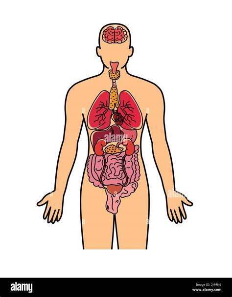 Body Organs Vector Stock Vector Images Alamy