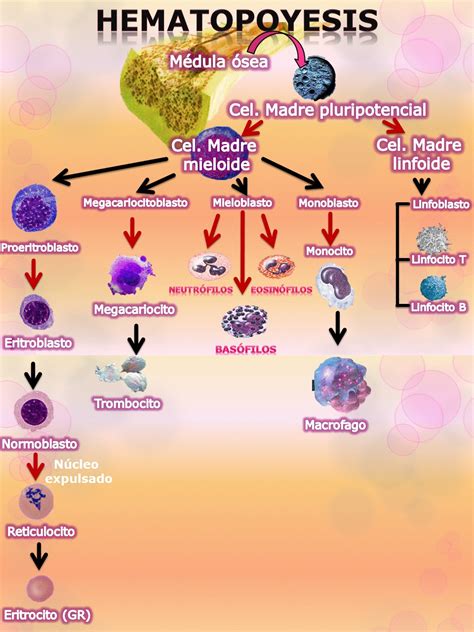 Mapa Conceptual Hematopoyesis Histolog A De Los Tejidos Hot Sex Picture