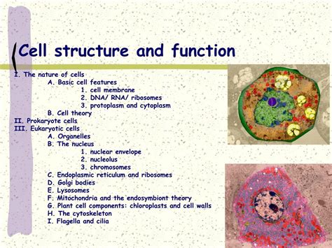 Ppt Cell Structure And Function Powerpoint Presentation Free