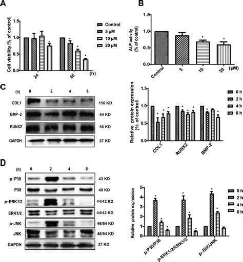 CdCl 2 Reduced Cell Viability And ALP Activity And Inhibited