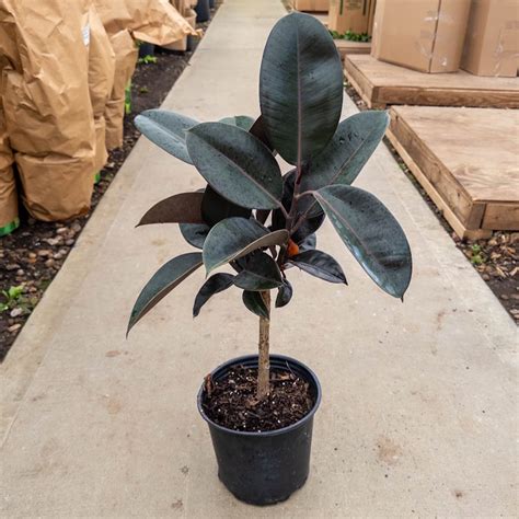 Ficus Starlight Bush Tri State Foliage In House Availability