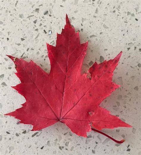 Why did Canada make the maple leaf on their flag red when real maple ...