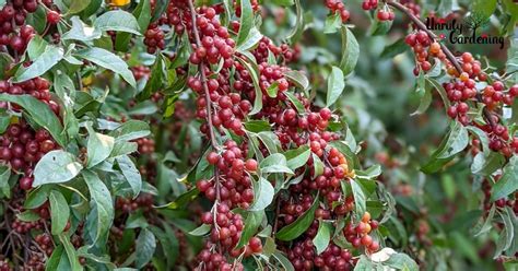 Foraging Identifying Autumn Olive Berries Lookalikes Unruly