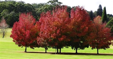 The Best Autumn Trees In Australia | Lawn.com.au