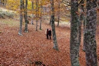 El Hayedo De Santiago En La Rioja Riojania