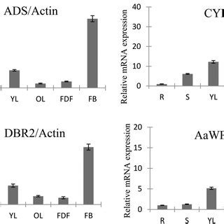 Expression Levels Of Aawrky And Key Enzyme Genes In Artemisinin