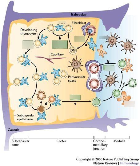 T cell development in Thymus Diagram | Quizlet