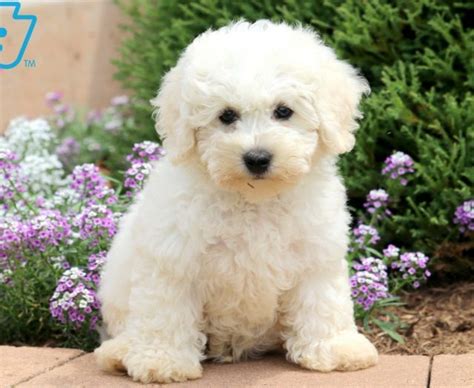 Bichon Frise Puppies For Sale | Puppy Adoption | Keystone Puppies