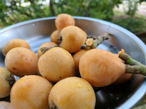 Loquat Fruit Benefits Ppgbbe Intranet Biologia Ufrj Br