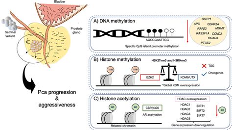 Epigenetic Landscape In Pca Aberrant Dna Methylation A And Histone