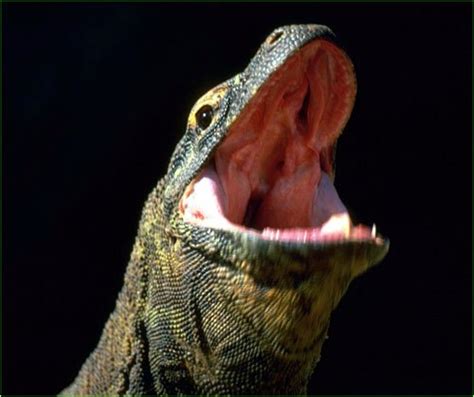 Interesting Facts about the Komodo Dragon | Animals Zone