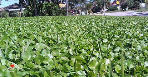 How To Control Dollar Weed In St Augustine Turf Grass Lawn