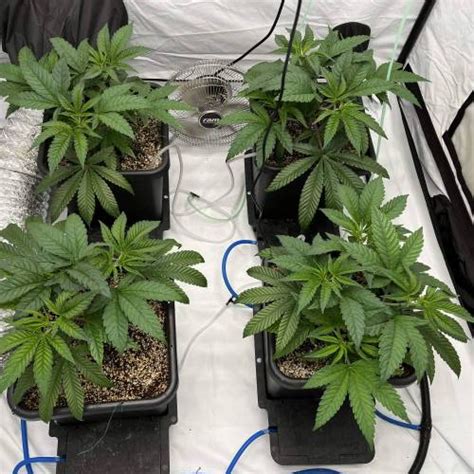 ETHOS Genetics Skunk Hero RBX1 Grow Diary Journal Week3 By Zipkoppie