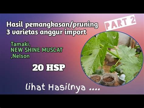 Apdate Hsp Varietas Anggur Impor Tamaki Nsm Nelson Youtube