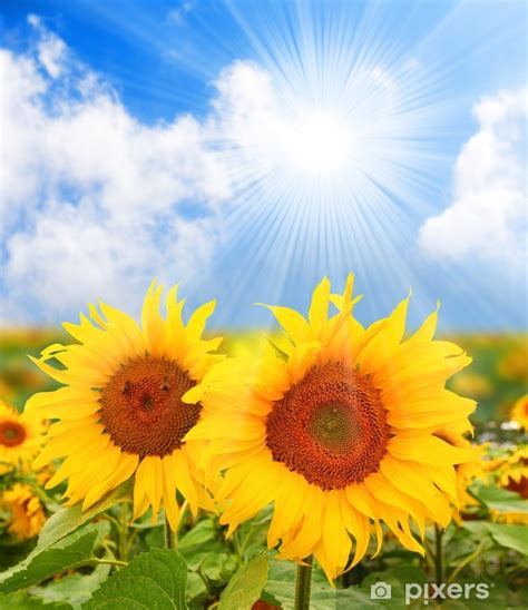 Vinilo Pixerstick Los Girasoles Campo Helianthus Annuus Pixers Es