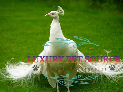 What To Know About Peacock As A Pet Luxury Pet Source Peahens For Sale