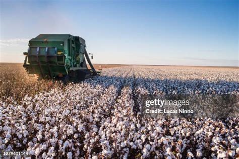 Cotton Harvest High Res Stock Photo Getty Images