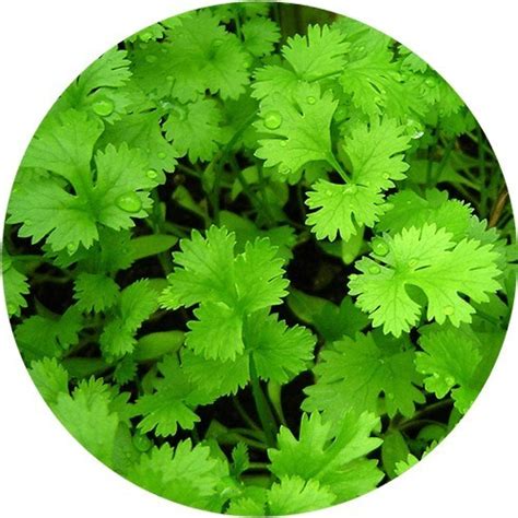 Semilla Cilantro Germinar 100gr | MercadoLibre