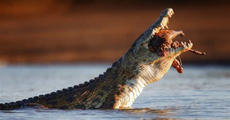 American Crocodile Vs Nile Crocodile What Are The Differences A Z