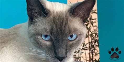 Siamese Cat Personality: A Detailed Exploration