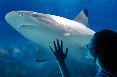 Paris Aquarium Sharks & Rays – Behavior and Care