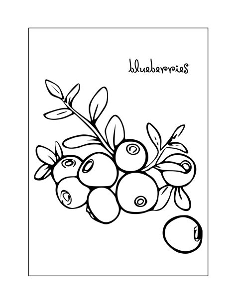 Blueberry Coloring Pages Printable Coloring Pages