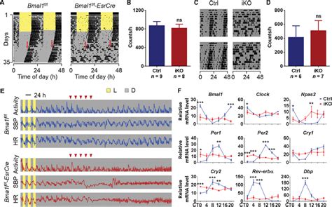 Timing Of Expression Of The Core Clock Gene Bmal Influences Its