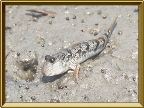 Илистый прыгун — рыба. Описание илистого прыгуна с картинками