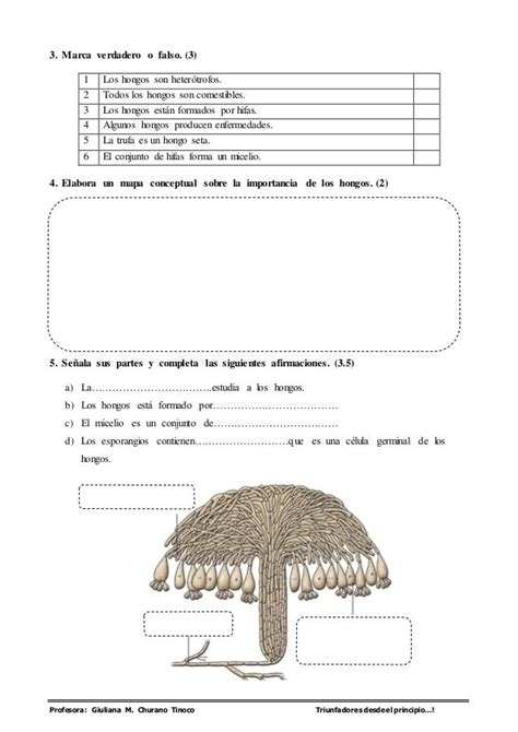 Guía De Práctica Reino Fungi