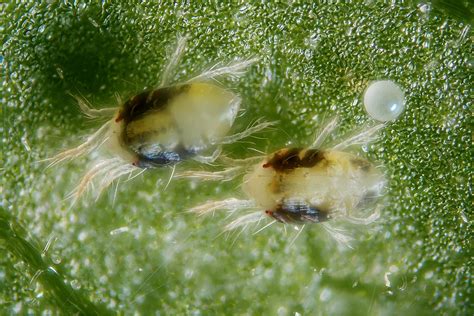 Spider Mites | USU