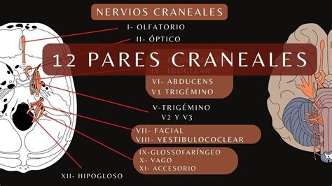 Pares Craneales Y Agujeros De La Base Del Cr Neo F Cil Anatom A