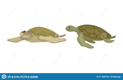 Turtles With Bony Shell As Sea-dwelling Species Vector Set | CartoonDealer.com #271898356