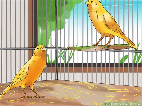 How to Breed Canaries: 10 Steps (with Pictures) - wikiHow