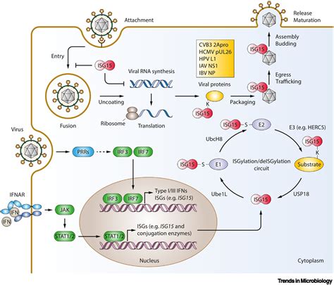 Isg15 Its Roles In Sars Cov 2 And Other Viral Infections Trends In